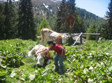Che gioia fare vacanze al Jesacherhof! I bambini e ragazzi vivono le avventure in mezzo alla natura con i coetanei e gli animatori mentre gli adulti si godono il parco naturale degli Alti Tauri, il movimento all´aria aperta, il dolce far niente e il centro benessere.