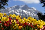 Pasar la pascua en el hotel AlpenresortSchwarz significa vivir una gran variedad de actividades durante lasvacaciones, disfrutar de las delicias culinarias, los programasdeportivos y de relajaci&oacute;n y sobre todo tomar parte en lastradiciones del Tirol. En marzo ya brilla tanto el sol en nuestraregi&oacute;n que se siente el hermoso despertar de la primavera. Disfrutede este maravilloso tiempo con senderismo, mountain bike, Tenis, golf(el campo de golf est&aacute; directo a la entrada del hotel). Y a un parde metros se encuentran las pistas de esqu&iacute;.Y naturalmente contamos tambi&eacute;n conuna serie de programas para los ni&ntilde;os y adolescentes.