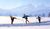 Winter-Arrangement für Langläufer 5 Tage