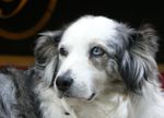 Begeistert Frauchen, Herrchen und ihren 4-beinigen Begleiter! Genießen Sie alle zusammen einen traumhaften Urlaub im Hotel Ansitz Plantitscherhof sowieein Aktivprogramm mit Wanderungen, bei denen Hunde mitdürfen.Sie relaxen im SPA bei wohltuenden Behandlungen des inkludierten Golden-SPA-Pakets "Vital durch den Tag" und Ihr Freund mit Fell auf dem Hunde-Schlafpolster, das wir gerne im Zimmer bereitlegen.