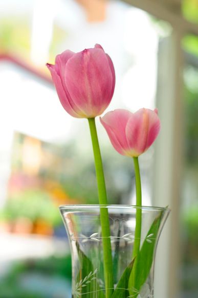 Frühlingserwachen in Meran