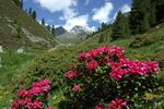 Bergblütenwoche
