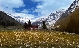 Beginning in mid-May, when the hay harvesting is under way, nature provides us with a phenomenal spectacle at the higher elevations. Climb up to marvel at the stunning Alpine flora in the natural gardens of the Ahrn Valley on easy hiking trails.