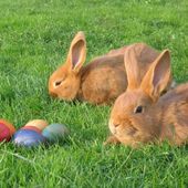 Easter Bunny Package 2012 | 3 ÜN