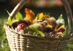 Kulinarische Herbstwoche