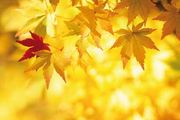 Goldene Herbsttage