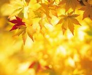 Autunno dorato