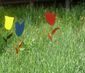 Almwiesenblüte 