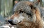 wolf_1.jpg