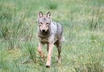 Die Wolfswoche mit dem Wolfskenner| 7 Übernachtungen
