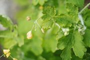 Facial Harmony - Kinesiologische Meridianarbeit an Kopf und Hals mit sichtbarer Tiefenentspannung über das Muskel- und Nervensystem. Ein natürliches "Lifting".
