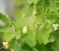 Aderlass-Woche nach Hildegard