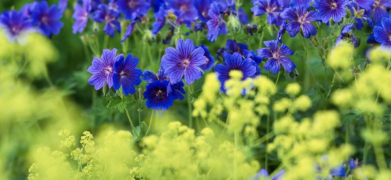 Wellness- & Aktivhotel Bodenmaiser Hof: GlücksEssenz 2026