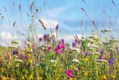 Sommerfrische