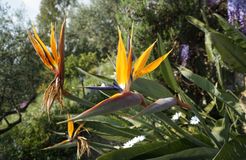 Biohotel Mani Sonnenlink: Garten - Mani Sonnenlink, Pyrgos-West Mani, Peloponnes, Griechenland