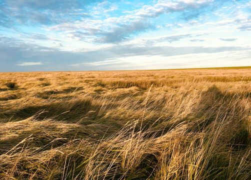 Biohotel Haus am Watt: Salzwiesen - Haus am Watt, Heringsand, Nordsee, Schleswig-Holstein, Deutschland