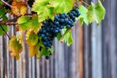 Genussmoment im Herbst