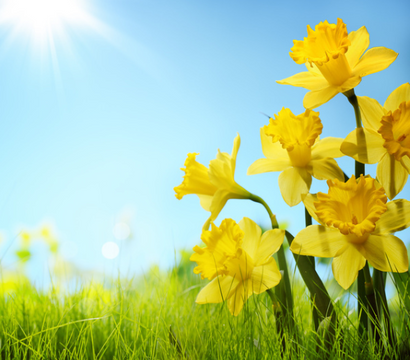 Schüle's Gesundheitsresort & Spa: Frühlingsgenuss