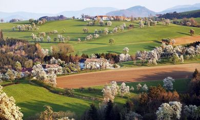 Angebot: Mostviertler Birnbaumblüte - Kothmühle