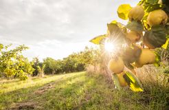 RETTER Bio-Natur-Resort: Quittengarten in der Herbstsonne - RETTER BIO-NATUR-RESORT, Pöllauberg, Steiermark, Österreich