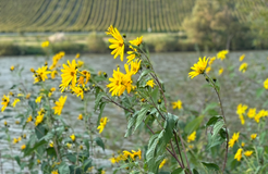 Bio Boutique Hotel Prüm: Inmitten der Natur - Bio Boutique Hotel Prüm & Yoga Retreats , Brauneberg, Mosel, Rheinland-Pfalz, Deutschland