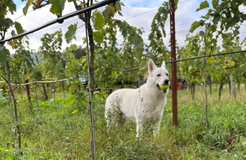 Bio Boutique Hotel Prüm: Urlaub mit Hund - Bio Boutique Hotel Prüm & Yoga Retreats , Brauneberg, Mosel, Rheinland-Pfalz, Deutschland