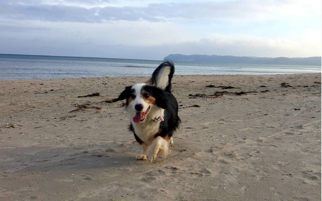 Vierbeiner willkommen!